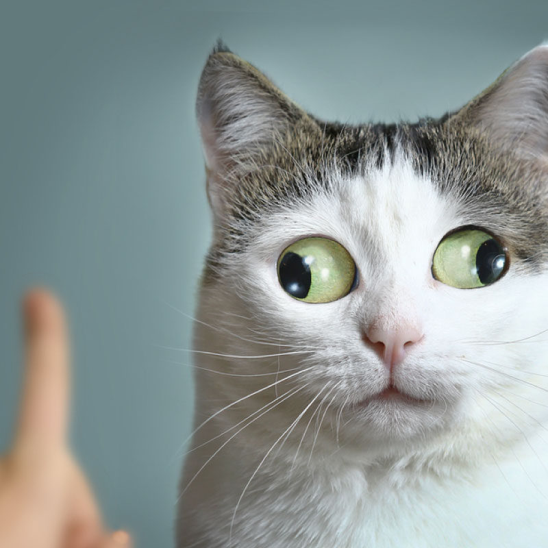 cat following fingers
